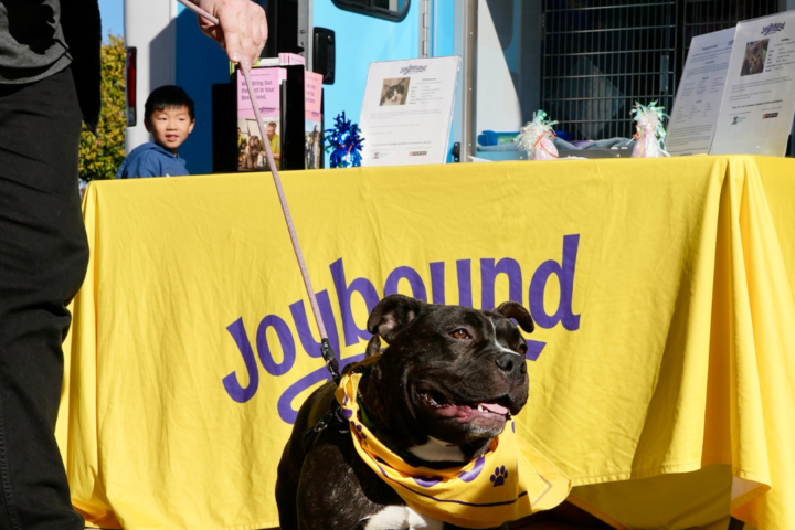 Joybound Mobile Pet Adoptions
